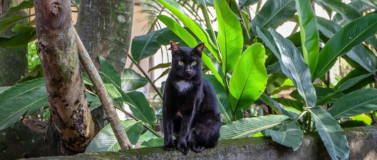 chat asian
